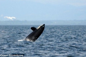 Старейшая в мире косатка