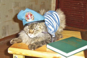 Кот защищает малыша