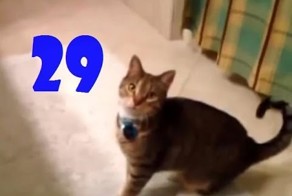 Смешные кошки