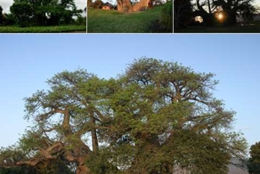 Бар в баобабе укрывает туристов живыми стенами