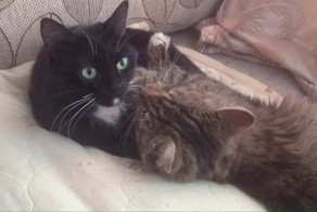 Кошачьи нежности