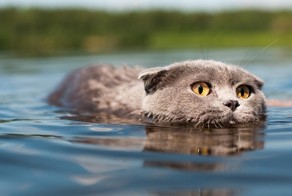 Посветите лазером ему, может это не кот?