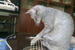 Котэ релаксирует