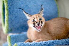 Питомник диких африканских кошек  