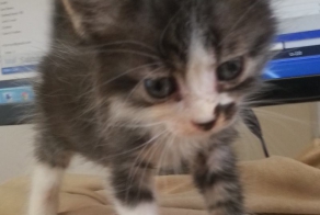 Боитесь взять котенка с улицы или из приюта?