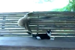 Кот и обезьяна (Играют на лавочке)