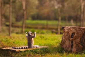 Животные, которые занимаются йогой лучше, чем вы