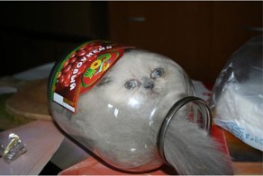 Баянов коллекция