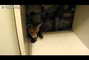 Выманиваем лисенка из под раковины