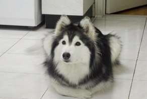 Xаски, воспитанный кошками