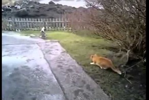 Ни себе ни людям