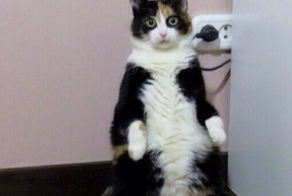 Кошка которая любит стоять!