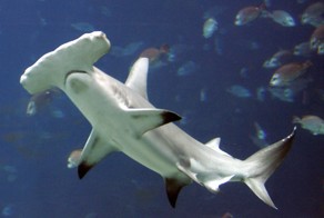 Рыбаки приняли роды у раненой акулы