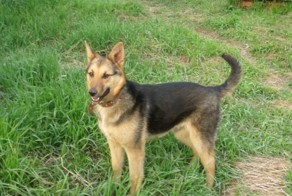 В Новосибирске бездомная собака взяла под опеку семерых котят