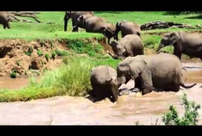 Мама спасает своего слоненка! 