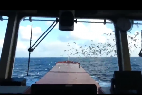 Троллинг капитана корабля.