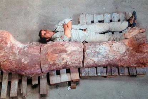Обнаружены кости самого крупного существа, когда-либо жившего на Земле