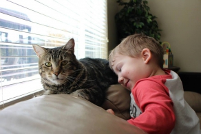 Спасшую ребенка кошку пригласили на бейсбол