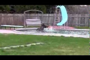 Лось зашел по-соседски помыться