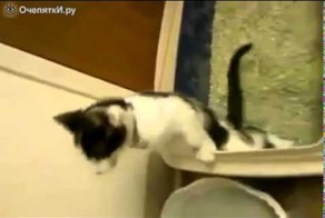 Котёнок  настоящий мужик