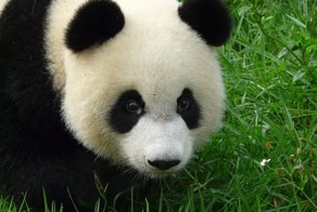 Некоторые факты о пандах
