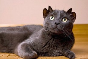 У кота четыре уха