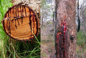 Дерево, «истекающее кровью».