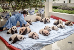Выращивание панд в Китае