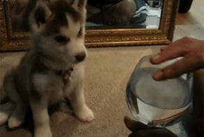 музыкальный щенок