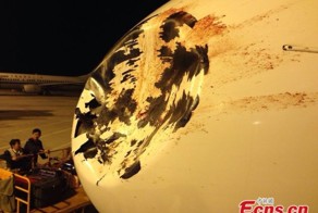 Последствия столкновения птицы и самолета