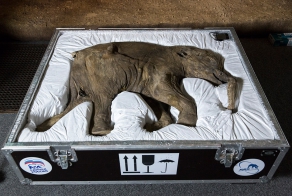 42000-летний мамонтенок прибыл в лондонский Музей естественной истории