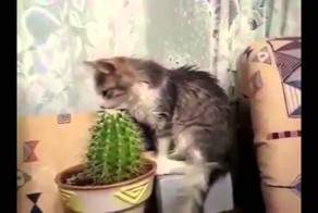 Кошки плакали, кололись, но продолжали есть кактус