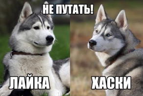 Как отличить лайку от хаски?