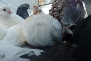 Декоративные голуби купаются под музыку Чайковского…