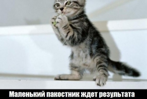 Несколько забавных GIF про братьев наших меньших.