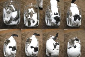 Смешные коты в коробках