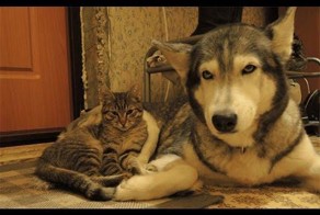 Хаски играет с котейкой