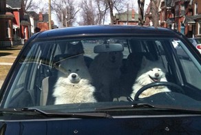 Животные, которые забыли о том, что они - животные.