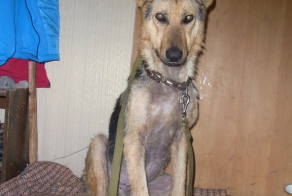 Про веселого Роджера)))