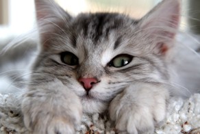 Прикольные котейки