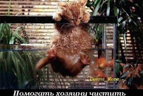 Обязанности домашних котов