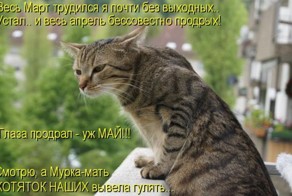 Лучшие котоматрицы недели