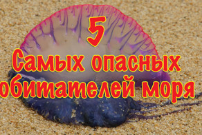 5 самых опасных морских обитателей