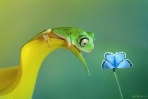 Фантастический миниатюрный мир лягушек.