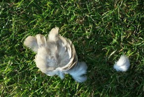 Феноменальный удар или "птичку жалко"