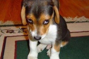 Коты-наше няшное "фсе". Любителям собак посвящается