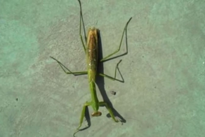 Сцена из "Чужого" повторилась в реальности - из богомола вырвался огро