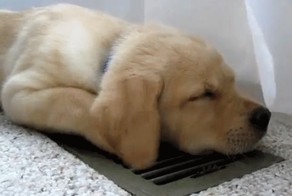 Gifs