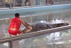 Шоу с Аллигатором