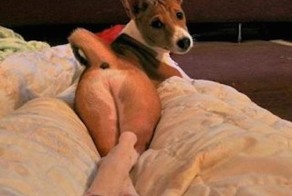 Собаки